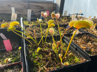 Dionaea muscipula “BGH Skyscraper ” Venus Flytrap (small)