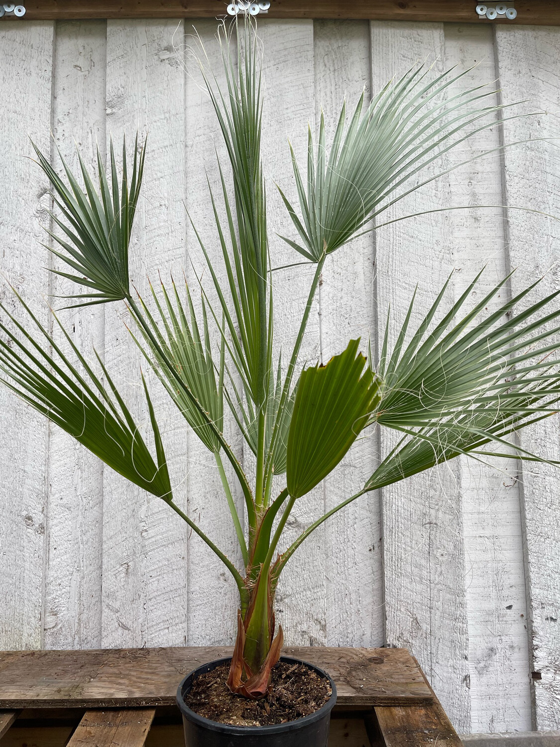 Washington robusta palm (small) 