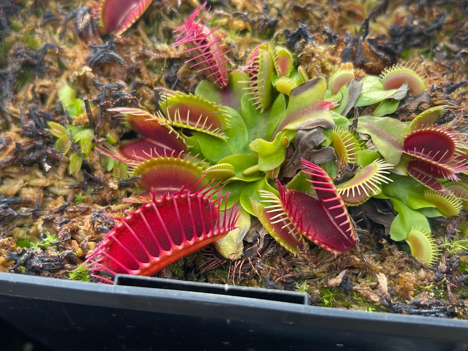 Dionaea muscipula 'Fangzahn’ (small)