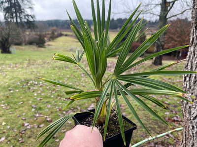 Trachycarpus fortunei, the Chinese windmill palm (Med) 