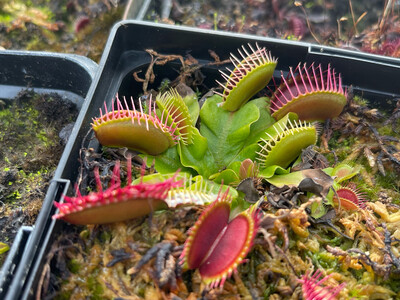 Dionaea muscipula 'Fangzahn’ (small)