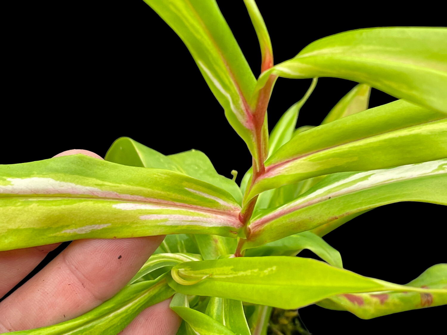 Nepenthes gracilis variegated - Rooted Cutting -WYSIWYG 