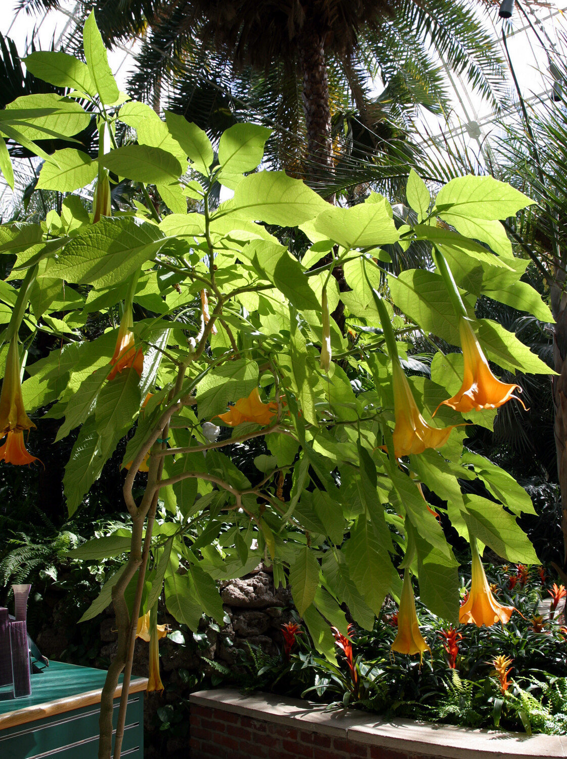 Brugmansia (Orange Flower) - Rooted Cuttings 