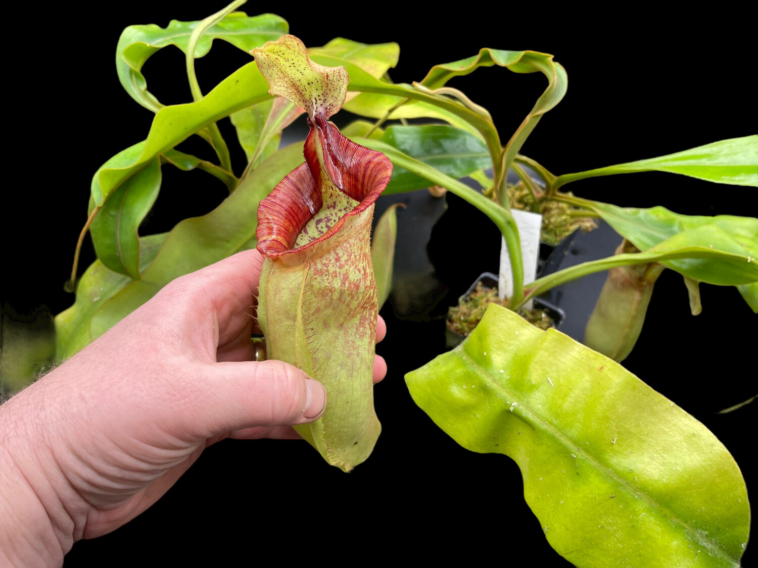 Nepenthes x Dyeriana