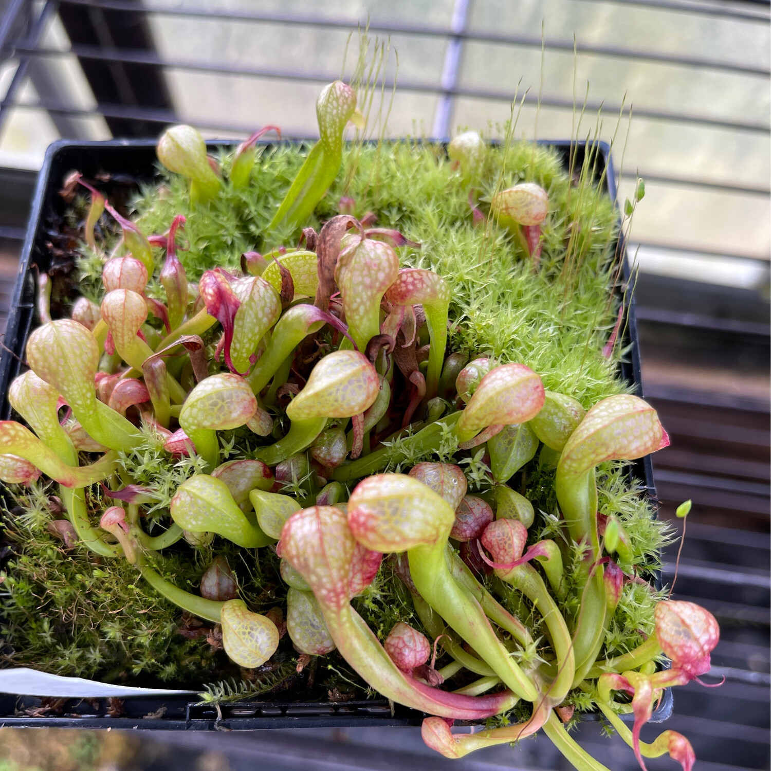 Darlingtonia californica  “ Meadowhall Clone” x “Scottish “ - (Young Adults)