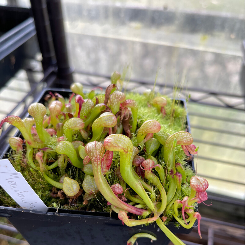 Darlingtonia californica  “ Meadowhall Clone” x “Scottish “ - (Young Adults)