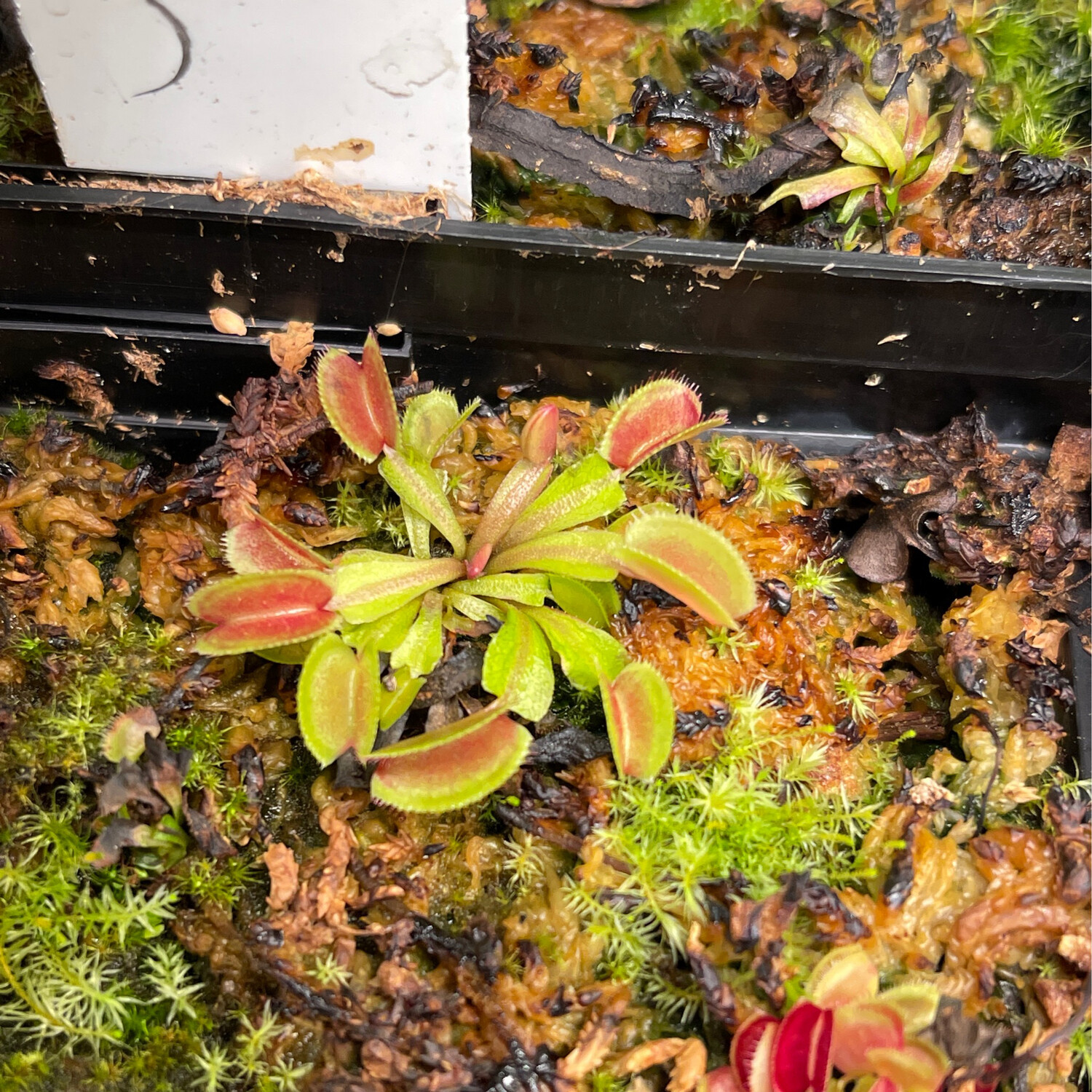 Dionaea muscipula &#39;Feather Teeth’ (small)