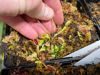 Dionaea muscipula 'Creeping Death’ (small)
