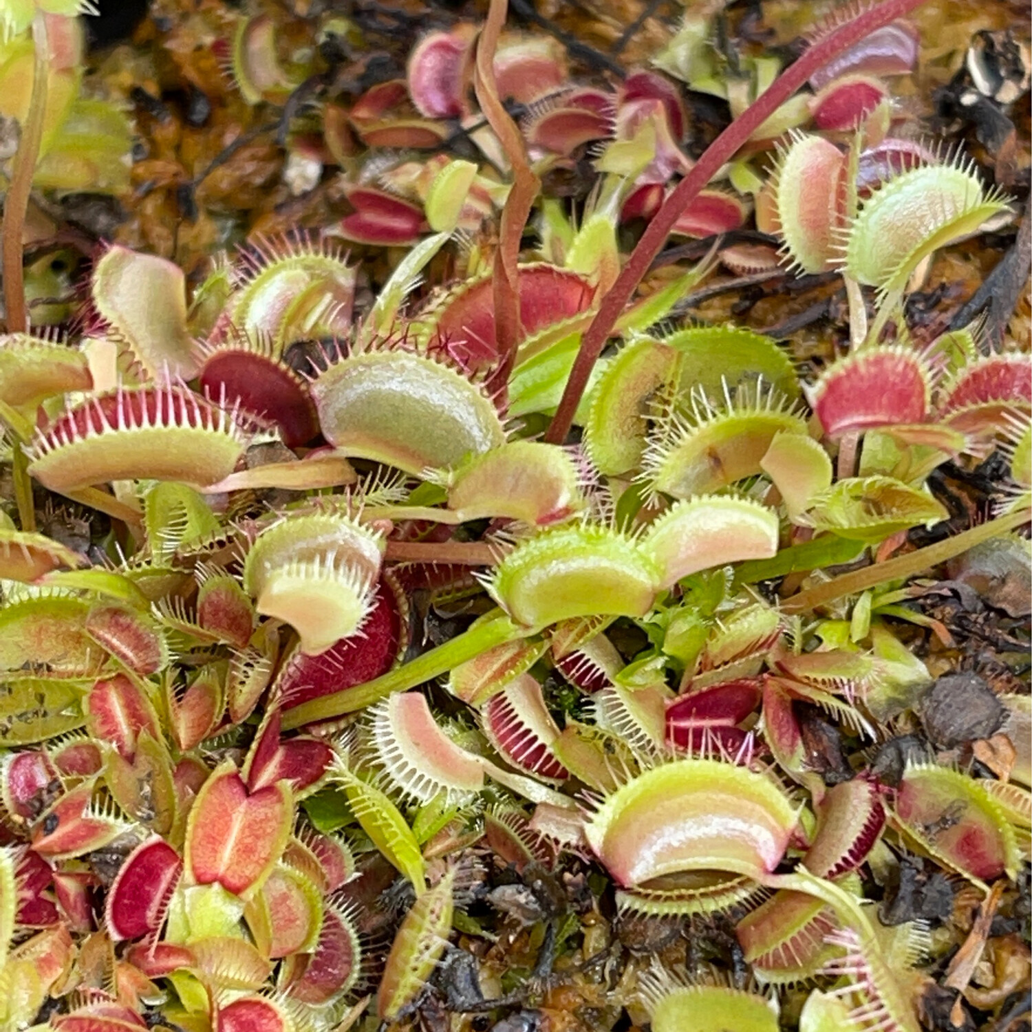 Dionaea muscipula 'Creeping Death’ (small)