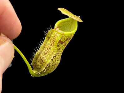 Nepenthes spectabilis x leonardoi BGH - Seed Grown