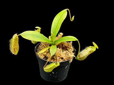 Nepenthes spectabilis x leonardoi BGH - Seed Grown