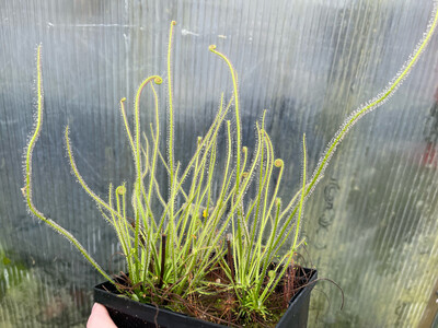 Drosera filiformis "California Sunset” 
