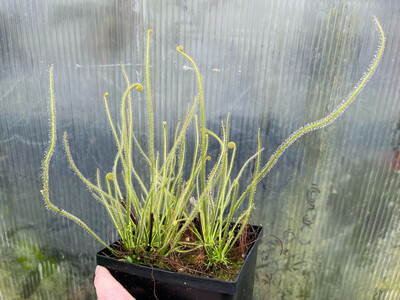 Drosera filiformis &quot;California Sunset” 