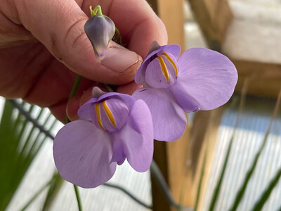Utricularia cornigera (Stolons)