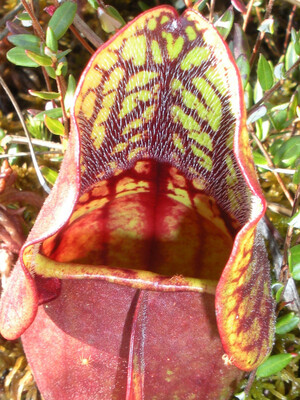 Sarracenia purpurea sub sp. purpurea (large) 