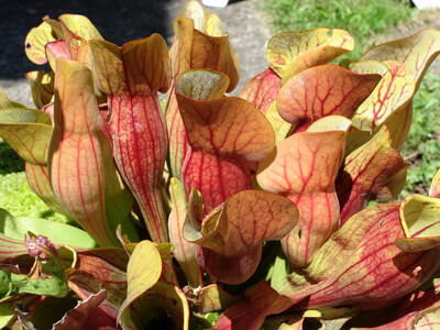 Sarracenia purpurea sub sp. purpurea (large) 