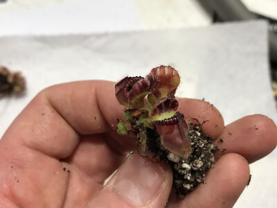 Cephalotus Carnivorous plants for sale Canada