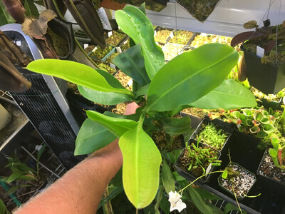 Nepenthes x "Miranda"
