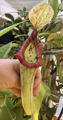 Nepenthes x &quot;Miranda&quot;