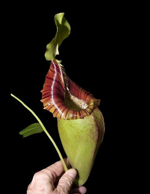 Nepenthes ovata BE-3919