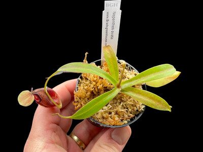 Nepenthes ovata BE-3919