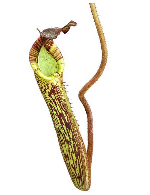 Nepenthes fusca BE-3068