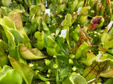 Sarracenia purpurea sub sp. purpurea Pine Barrens. NJ