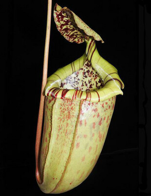 Nepenthes burbidgeae x sibuyanensis BE- 3885