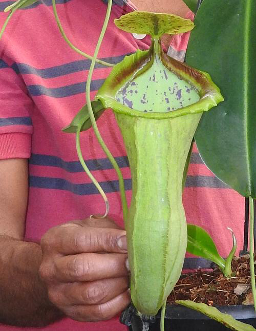 Nepenthes spathulata x campanulata BE-3796 Nice! 