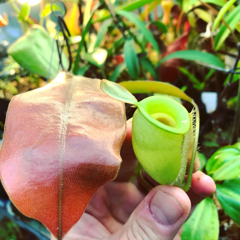 Nepenthes ampullaria "Papua” Intermediate grower BE-3450