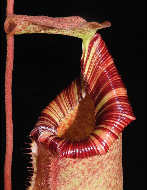 Nepenthes sibuyanensis x (veitchii x lowii) BE-3986