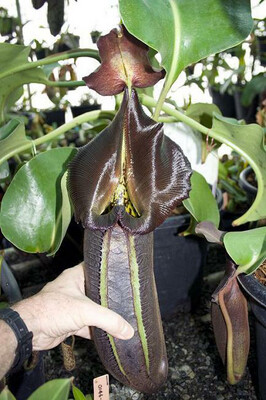Nepenthes robcantleyi