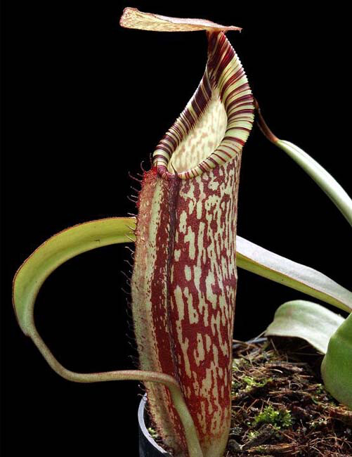 Nepenthes spectabilis "Perkinson Giant" BE-3322