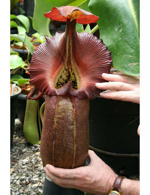 Nepenthes robcantleyi