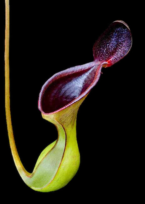 Nepenthes lowii BE-3100 (Small)