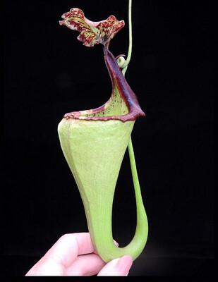 Nepenthes eymae BE-3736