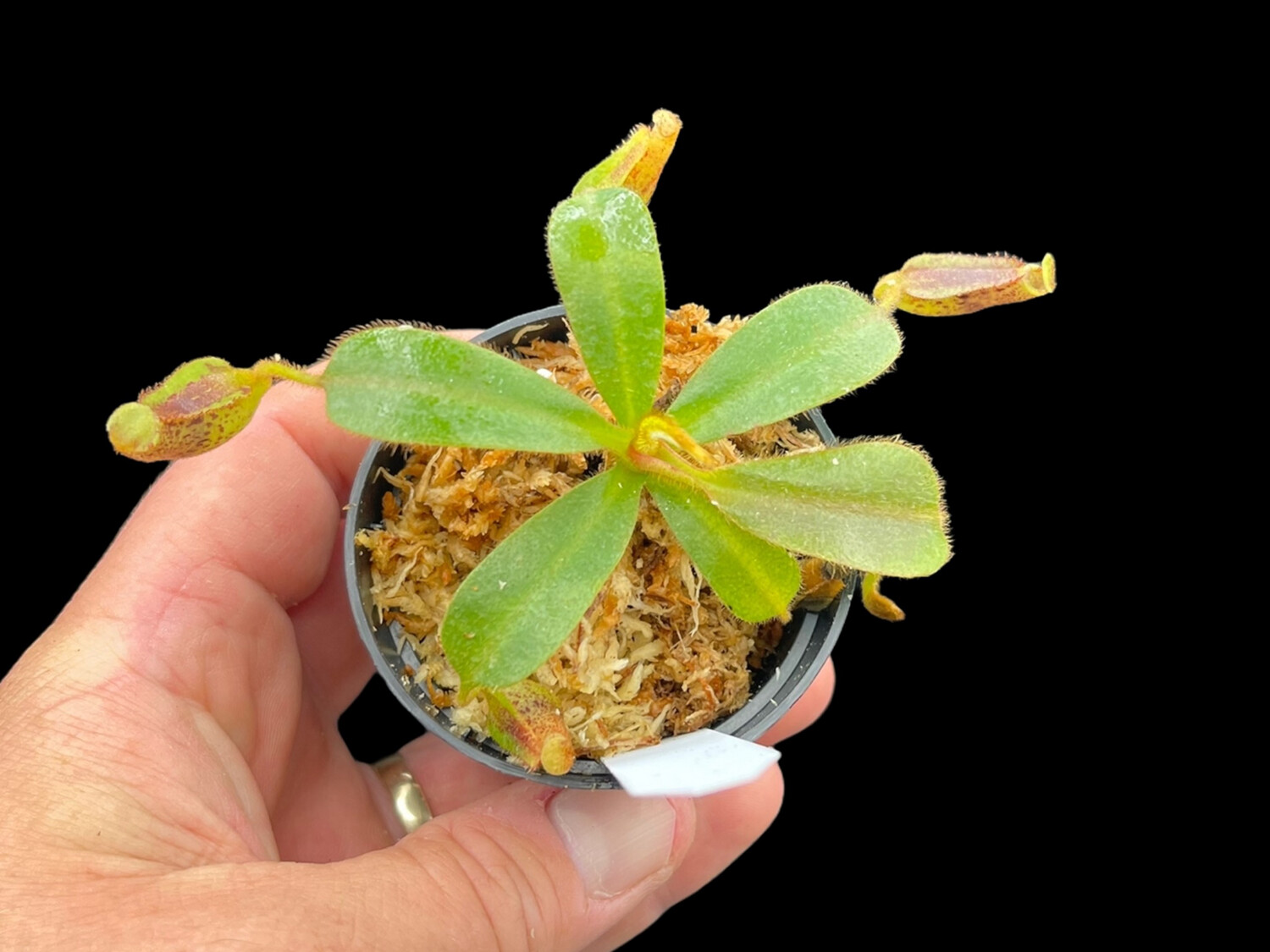 Nepenthes hurrelliana Carnivorous plants for sale Canada