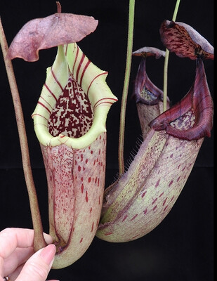 Nepenthes burbidgeae x robcantleyi &quot;King of Spades&quot; (nice plants!)