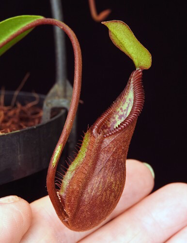 Nepenthes singalana x diobolica BE-3900 (Large) 