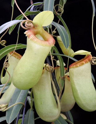 Nepenthes barcelonae 