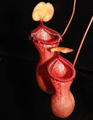 Nepenthes barcelonae 