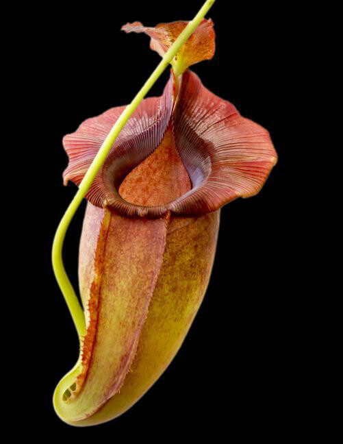 Nepenthes spathulata x jacquelineae BE-3883