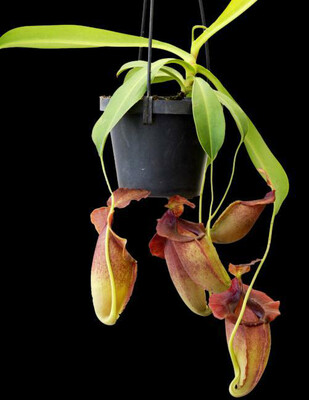 Nepenthes spathulata x jacquelineae BE-3883