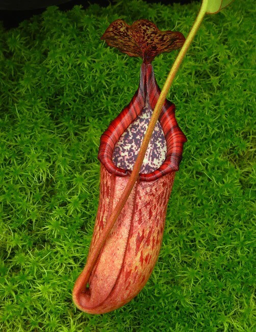Nepenthes burbidgeae x petiolata