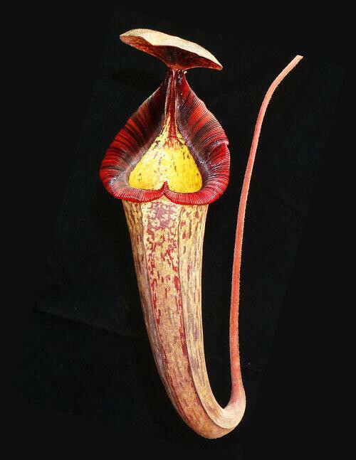 Nepenthes (veitchii X lowii) x spectabilis BE-3400 Stunning plants! 