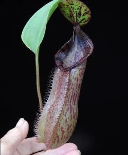 Nepenthes hamata x (veitchii x lowii) BE-4057