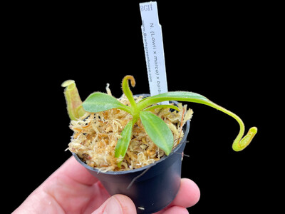 N. 'trusmadiensis' x burbidgeae – clone # 3