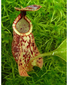 Nepenthes rafflesiana &#39;Kalimantan&#39;  BE- 4571