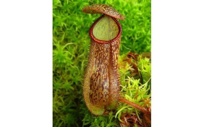 Nepenthes hamata x klossii