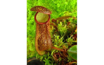 Nepenthes hamata x klossii